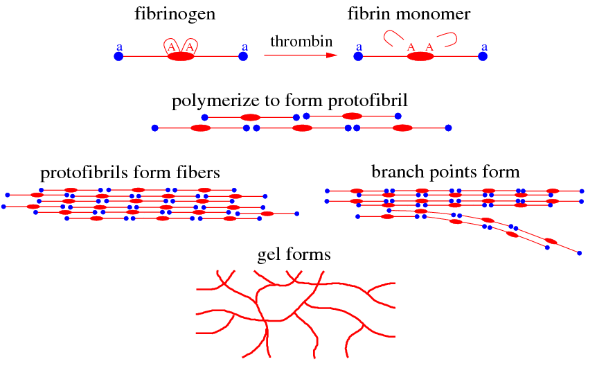 fibrin gel