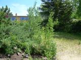 20090603T120643Z.jpg