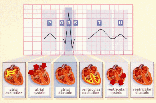 conducting system of heart. Conduction system of the heart
