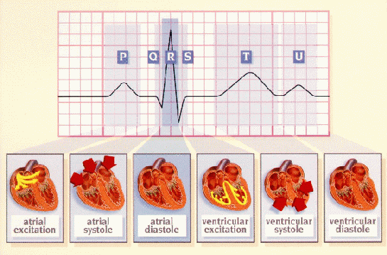 Conduction system of the heart conducting system of heart. Conduction system of the heart
