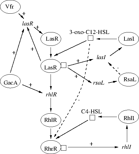 \begin{figure}
\epsfxsize =4in
\centerline {\epsffile{genesystem.ps}}\end{figure}