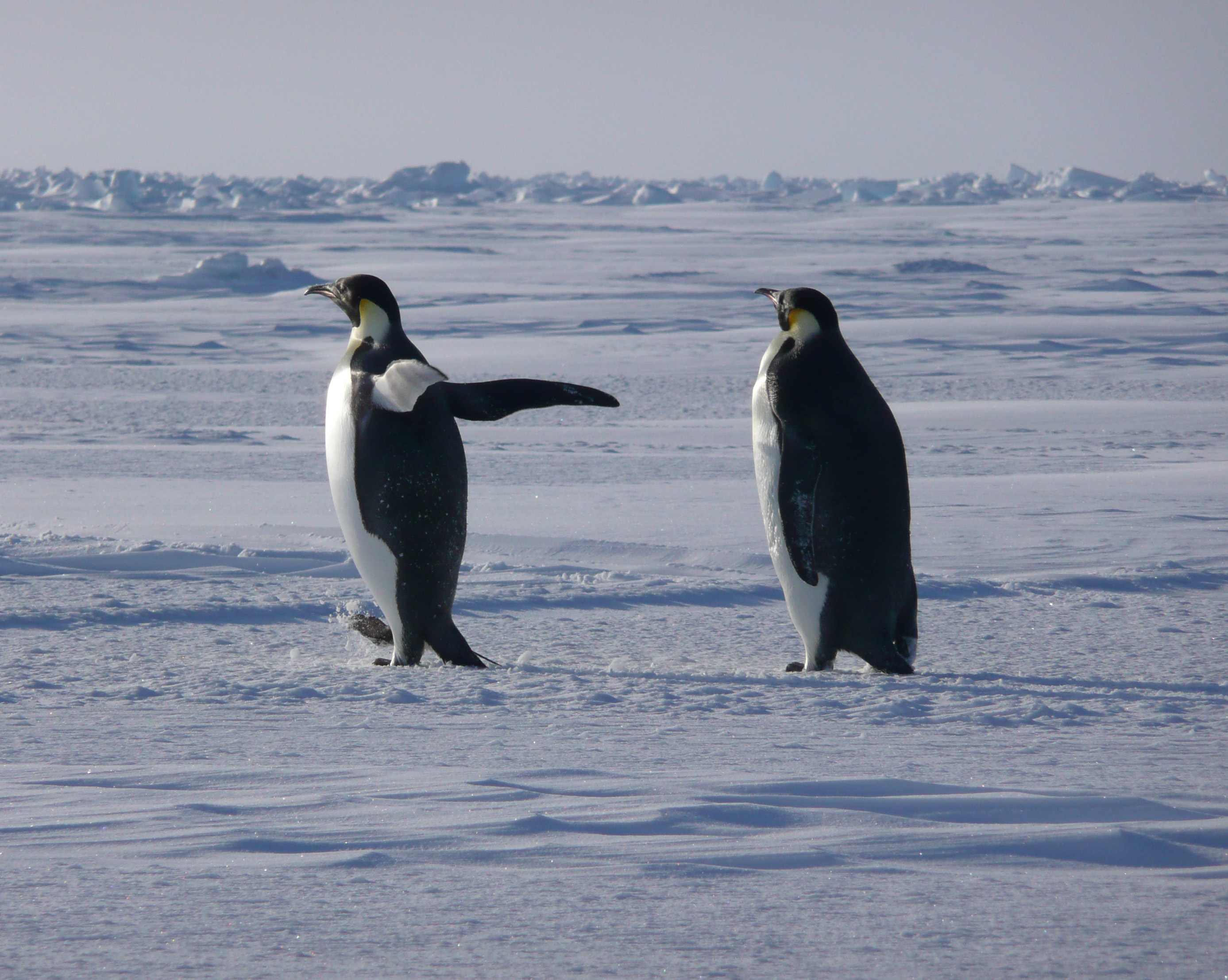 penguins