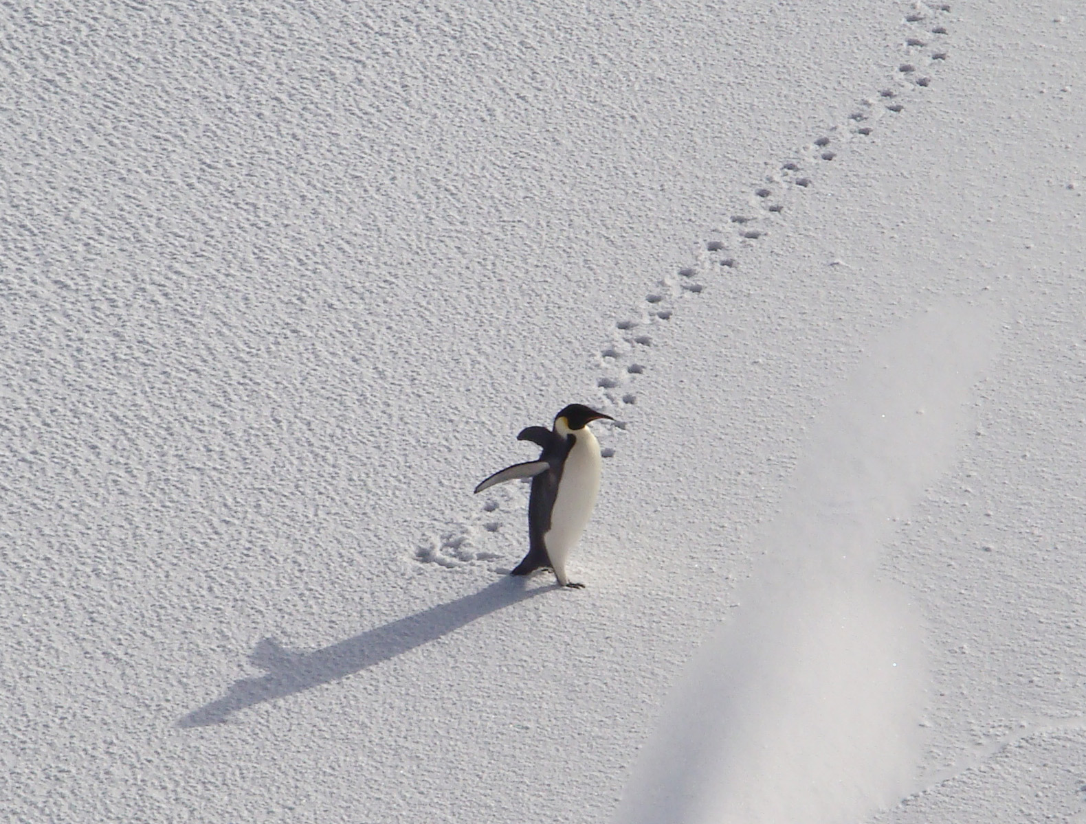 penguintracks