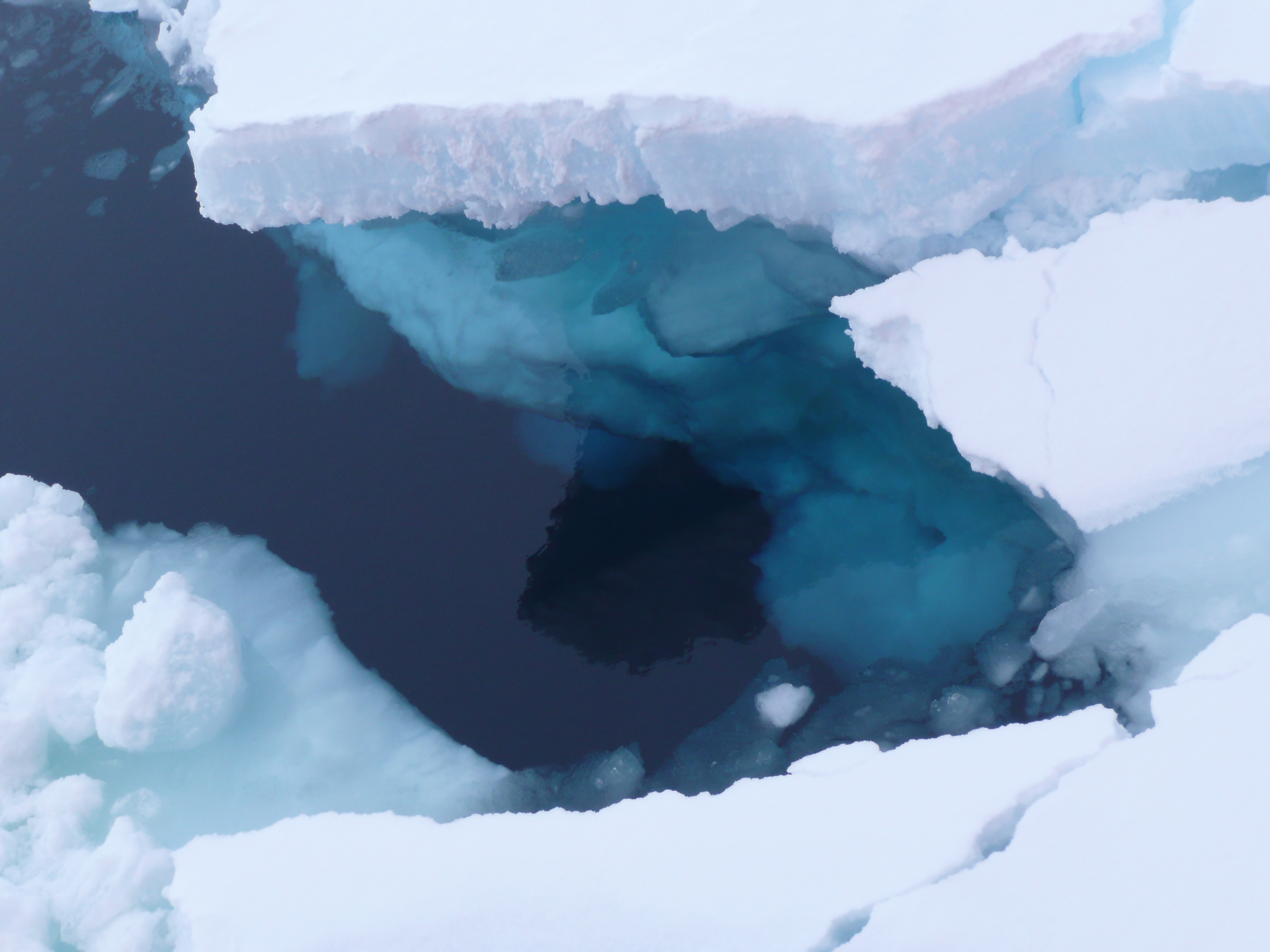 seaice